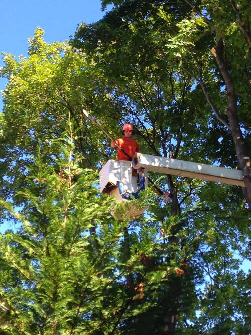 Worker in a bucket lift high in a tree canopy holding a pole saw, clear blue sky visible through the leaves.