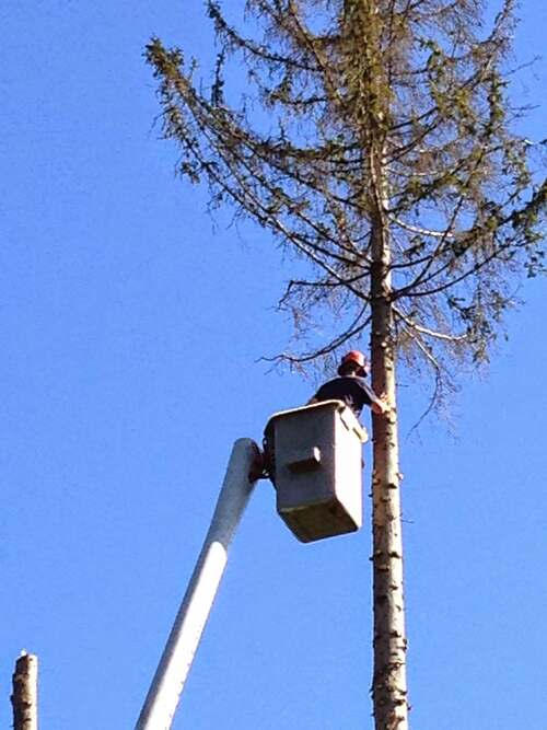 Worker in a bucket lift near the top of a tall pine tree against a clear blue sky, a topped tree stump visible in the foreground.