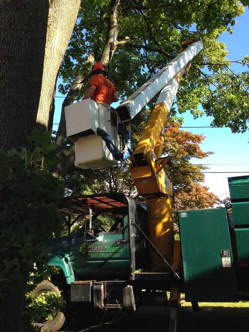 Worker in a bucket lift holding a pole saw among tree branches, green Kent Tree branded bucket truck below.