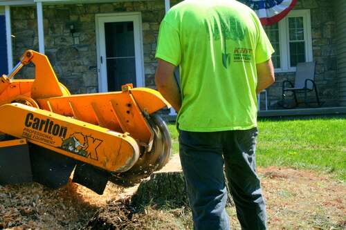 Close view from behind a worker in a Kent Tree branded high-visibility shirt (tree/shovel logo and phone number visible), Carlton grinder wheel cutting into a stump in a lawn.