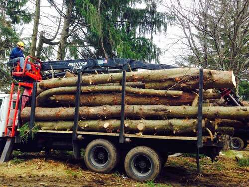 Flatbed log truck stacked with cut tree trunks, operator running the Prentice loader crane at the front, evergreens in background.