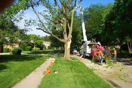 Neighborhood street scene: crew removing a large split tree with a bucket truck and wood chipper, brush pile on the lawn, two workers in high-visibility gear on the sidewalk.
