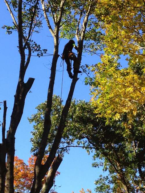 Silhouette of a climber roped high in a tree top, surrounded by autumn foliage, other topped trunks nearby, clear blue sky.