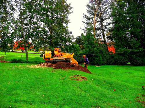 Worker beside an orange Carlton stump grinder next to a large mound of ground mulch on a lawn, autumn foliage in the background.