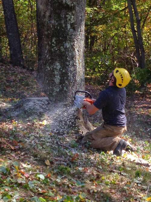 Worker kneeling in full PPE (yellow helmet, ear protection) making a felling cut into a large tree trunk with a chainsaw, sawdust visibly flying, autumn woods in background.